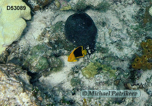 Rock Beauty (Holacanthus tricolor)